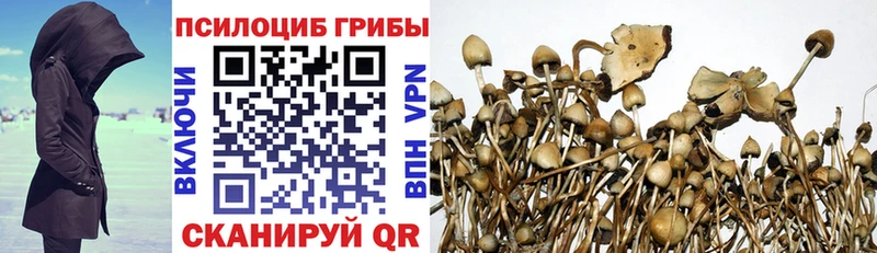 Купить закладки  Шали  Псилоцибиновые грибы ЛСД 